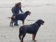 Rottweiler Puppies for sale in Tumwater, WA, USA. price: NA
