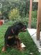 Rottweiler Puppies for sale in Temple City, CA, USA. price: NA