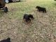 Rottweiler Puppies
