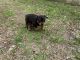 Rottweiler Puppies for sale in La Grange, TX 78945, USA. price: NA