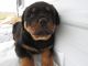 Rottweiler Puppies for sale in Kalamazoo, MI, USA. price: NA