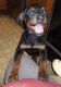 Rottweiler Puppies for sale in Iola, TX 77861, USA. price: NA