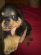 Rottweiler Puppies for sale in Trinidad, TX, USA. price: NA