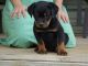 Rottweiler Puppies for sale in Donalds, SC 29638, USA. price: $600