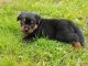 Rottweiler Puppies for sale in Littleton, NC 27850, USA. price: $600