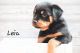 Rottweiler Puppies for sale in Albany, OR 97322, USA. price: NA