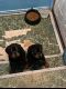 Rottweiler Puppies for sale in ST CLR SHORES, MI 48081, USA. price: $500