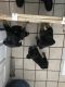 Rottweiler Puppies for sale in Ravenna, MI 49451, USA. price: NA