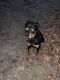 Rottweiler Puppies for sale in Lake Grove, NY, USA. price: NA