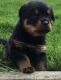 Rottweiler Puppies for sale in Holland, MI 49423, USA. price: NA