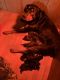 Rottweiler Puppies for sale in Lebanon, OR 97355, USA. price: NA