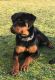 Rottweiler Puppies for sale in Roy, WA 98580, USA. price: $1,000