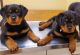 Rottweiler Puppies for sale in Sugar Land, TX, USA. price: NA