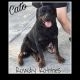 Rottweiler Puppies for sale in Ocala, FL, USA. price: $1,000