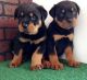 Rottweiler Puppies for sale in Westchester, CA 90045, USA. price: $550