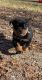 Rottweiler Puppies for sale in Toccoa, GA, USA. price: $1,000