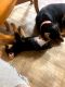 Rottweiler Puppies for sale in Detroit Lakes, MN 56501, USA. price: $450