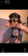 Rottweiler Puppies for sale in Reno, NV, USA. price: NA