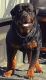 Rottweiler Puppies for sale in Kennewick, WA, USA. price: NA