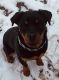 Rottweiler Puppies for sale in Hammond, IN, USA. price: $400