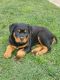Rottweiler Puppies for sale in 4736 Carolina Ave NE, Salem, OR 97305, USA. price: $1,200