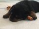 Rottweiler Puppies for sale in Hixson, Chattanooga, TN, USA. price: NA