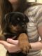 Rottweiler Puppies for sale in Harrodsburg, KY 40330, USA. price: NA