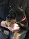 Rottweiler Puppies for sale in Paonia, CO 81428, USA. price: $1,000