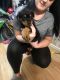 Rottweiler Puppies for sale in Seattle, WA, USA. price: NA