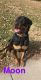 Rottweiler Puppies for sale in Omaha, NE, USA. price: $275