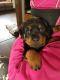 Rottweiler Puppies for sale in Gresham, WI 54128, USA. price: NA