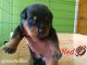 Rottweiler Puppies for sale in Pine Hill, NJ, USA. price: NA