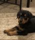 Rottweiler Puppies for sale in Lake Worth, FL, USA. price: $1,000