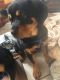 Rottweiler Puppies for sale in Spencer, WV 25276, USA. price: NA