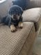 Rottweiler Puppies for sale in Newman Springs Rd, Middletown, NJ, USA. price: NA