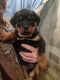 Rottweiler Puppies for sale in Newman Springs Rd, Middletown, NJ, USA. price: NA