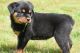 Rottweiler Puppies for sale in Farwell, TX 79325, USA. price: NA