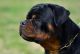 Rottweiler Puppies for sale in Picayune, MS 39466, USA. price: NA