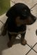 Rottweiler Puppies for sale in Huntington Park, CA, USA. price: NA