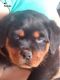 Rottweiler Puppies for sale in Bakersfield, CA, USA. price: NA