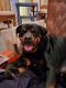 Rottweiler Puppies for sale in Sunbury, OH 43074, USA. price: $900
