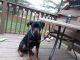 Rottweiler Puppies for sale in Reading, PA, USA. price: $1,000