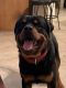 Rottweiler Puppies for sale in Toccoa, GA, USA. price: $800