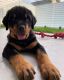 Rottweiler Puppies for sale in Iola, KS 66749, USA. price: $600