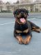 Rottweiler Puppies for sale in Leesburg, VA, USA. price: $1,500