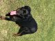 Rottweiler Puppies for sale in Texas City, TX, USA. price: $6,500
