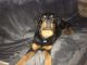 Rottweiler Puppies for sale in St. George, UT, USA. price: $500