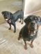 Rottweiler Puppies for sale in Berlin, NH, USA. price: $800