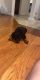 Rottweiler Puppies for sale in Union, NJ, USA. price: NA
