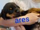Rottweiler Puppies for sale in 330 Dagenhart Farm Rd, Statesville, NC 28677, USA. price: NA